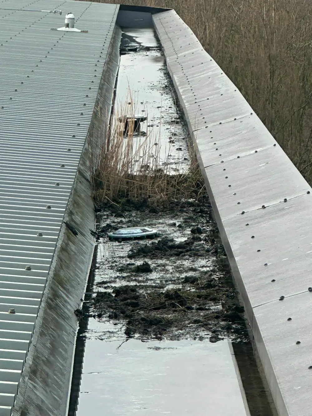 An industrial box gutter silted solid.