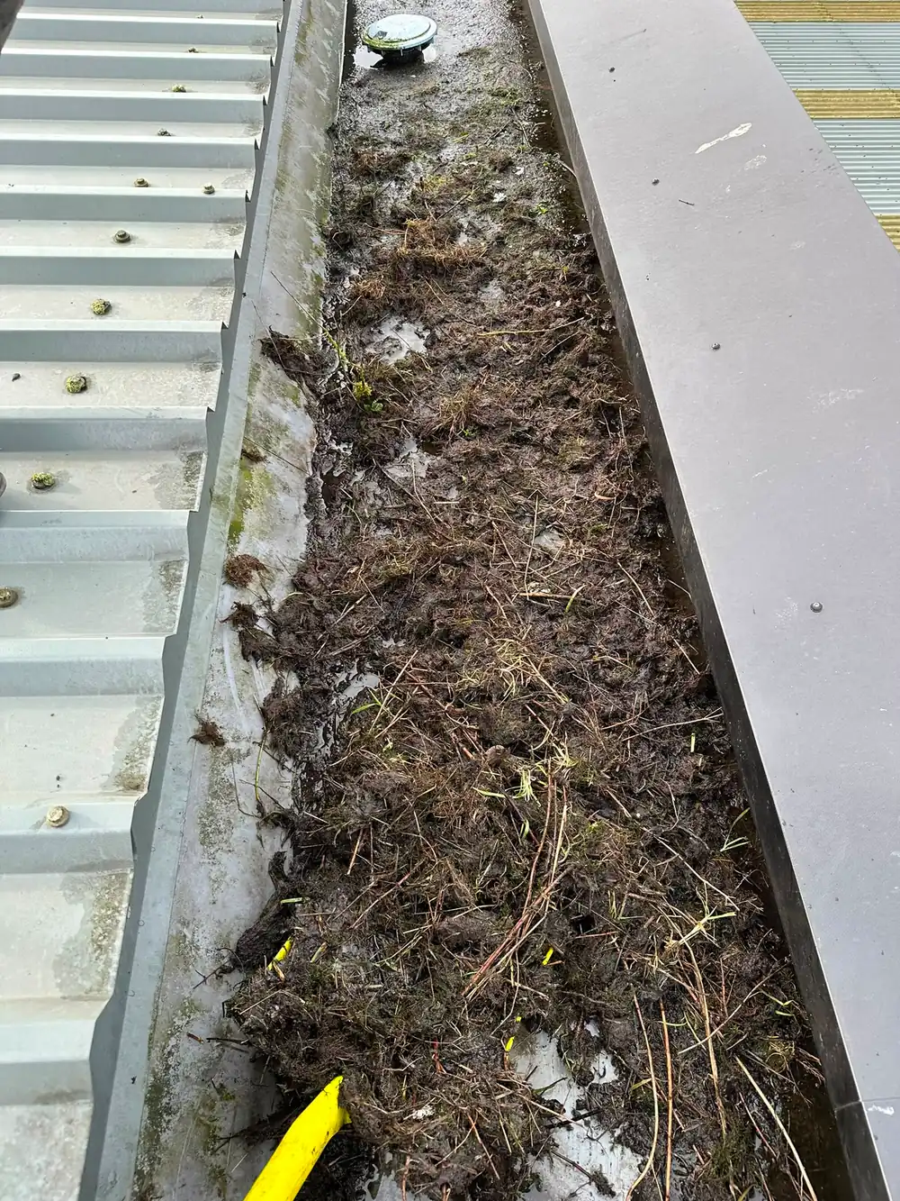 A factory valley gutter packed with plant growth.